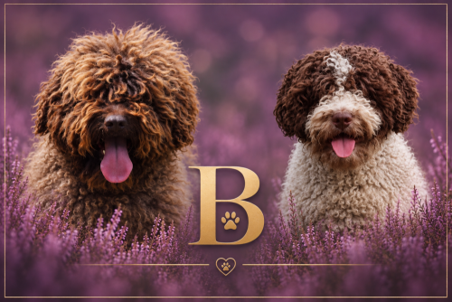 B