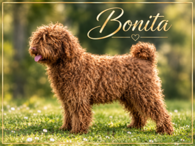 Bonita iko
