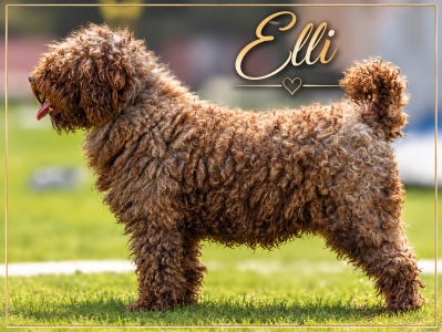 Elli iko
