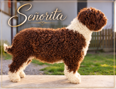 Senorita iko