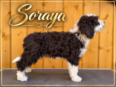 Soraya