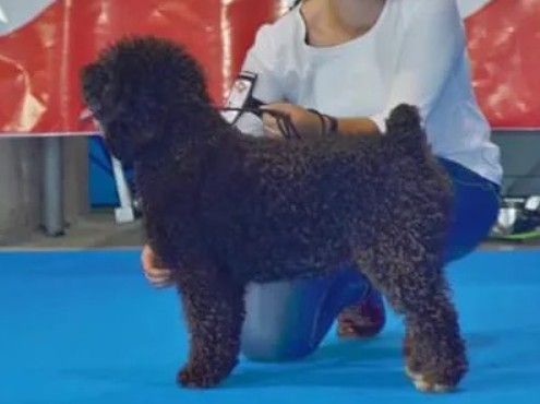 Galia