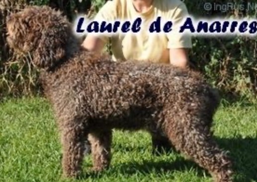 Laurel