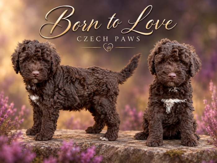 Born to Love